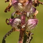 Pedicularis verticillata fruit picture by Carlos Villasante (cc-by-sa)