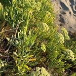 Crithmum maritimum habit picture by pierre Tharaux (cc-by-sa)