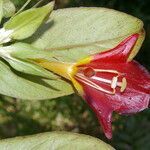 Columnea nicaraguensis flower picture by Nelson Zamora Villalobos (cc-by-nc)