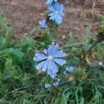 Cichorium endivia flower picture by petra Vanherle (cc-by-sa)