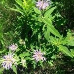 Monarda fistulosa habit picture by lindsay bates (cc-by-sa)