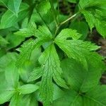 Anemone virginiana leaf picture by Richard Wideman (cc-by-sa)