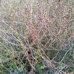 Cotoneaster horizontalis habit picture by Brigitte Klotz (cc-by-sa)