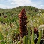 Orobanche foetida flower picture by Espadanal Ana (cc-by-sa)