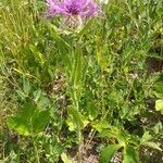 Centaurea nervosa habit picture by Laurent GUILLAUME (cc-by-sa)