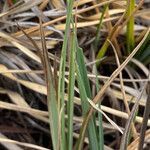 Carex pichinchensis leaf picture by Fabien Anthelme (cc-by-sa)