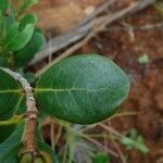 Codia nitida leaf picture by Richard Chesher (cc-by-sa)