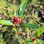 Muehlenbeckia sagittifolia fruit picture by Trap Hers (cc-by-sa)