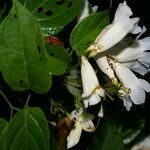 Lundia corymbifera flower picture by Nelson Zamora Villalobos (cc-by-nc)