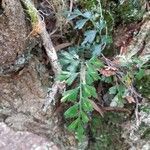 Asplenium aethiopicum leaf picture by Bernard REYNAUD (cc-by-sa)