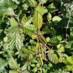 Rubus sulcatus leaf picture by charles khoury (cc-by-sa)