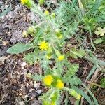 Senecio vernalis flower picture by Barbieri Daniele (cc-by-sa)