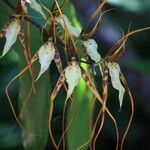 Brassia caudata flower picture by Hervé Goëau (cc-by-sa)