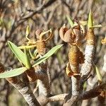 Euphorbia balsamifera fruit picture by joselu_4 (cc-by-sa)