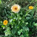 Calendula officinalis habit picture by Anna G (cc-by-sa)