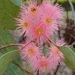 Eucalyptus camaldulensis flower picture by Benjanin Crowther (cc-by-sa)