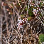 Sedum anglicum flower picture by Aurélia et JChris Courte-Barbary (cc-by-sa)