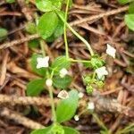 Galium rotundifolium flower picture by Stoegerer Franz (cc-by-sa)