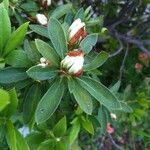 Rhododendron indicum flower picture by nacanaca (cc-by-sa)