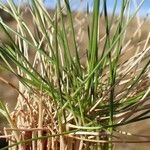 Nardus stricta habit picture by Yoan MARTIN (cc-by-sa)