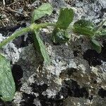 Ajuga orientalis leaf picture by arlas (cc-by-sa)