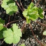 Geranium columbinum leaf picture by Krieg Stefanie (cc-by-sa)