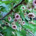 Ribes lacustre flower picture by Ethan Greer (cc-by-sa)