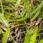 Paspalum humboldtianum leaf picture by Nelson Zamora Villalobos (cc-by-nc)