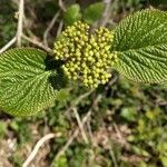 Viburnum lantana flower picture by Luki Life (cc-by-sa)