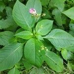 Impatiens balfourii habit picture by solembum (cc-by-sa)