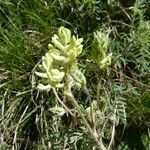 Oxytropis pilosa habit picture by huy HO (cc-by-sa)