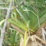 Pandanus sylvestris leaf picture by P. Bonnet (cc-by-sa)