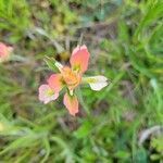 Castilleja indivisa flower picture by beth burd (cc-by-sa)