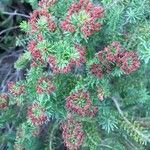 Erica multiflora fruit picture by Elisa Castel (cc-by-sa)