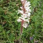 Orobanche crenata habit picture by Gabriel Ollivier (cc-by-sa)