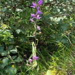 Cephalanthera rubra habit picture by Jacques Zuber (cc-by-sa)