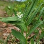 Maianthemum stellatum habit picture by Vicki Brown (cc-by-sa)