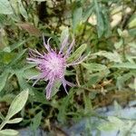 Centaurea aplolepa flower picture by Adele Prina (cc-by-sa)