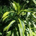 Dracaena fragrans leaf picture by Dimitris Argyriou (cc-by-sa)