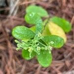 Euphorbia corollata leaf picture by Taylor Shook (cc-by-sa)