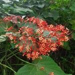 Clerodendrum paniculatum flower picture by Varun Vanchi (cc-by-sa)