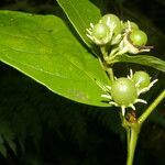 Lycianthes pauciflora fruit picture by Nelson Zamora Villalobos (cc-by-nc)