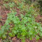 Pimpinella peregrina leaf picture by Dysber Monzon Moreno (cc-by-sa)