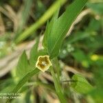 Physalis angulata flower picture by Rajendra Rajendra Choure (cc-by-sa)