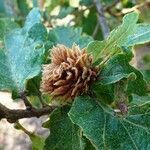 Quercus cerris fruit picture by Alain Bigou (cc-by-sa)