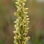 Platanthera hyperborea flower picture by Szabolcs Frater (cc-by-sa)