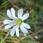 Cerastium soleirolii flower picture by Mario Cannata (cc-by-sa)