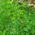 Euphorbia platyphyllos habit picture by Rudolf Eberli (cc-by-sa)