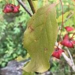 Euonymus latifolius leaf picture by Jean-Michel Faton (cc-by-sa)