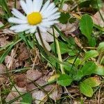 Bellis annua habit picture by Giode Tonpino (cc-by-sa)